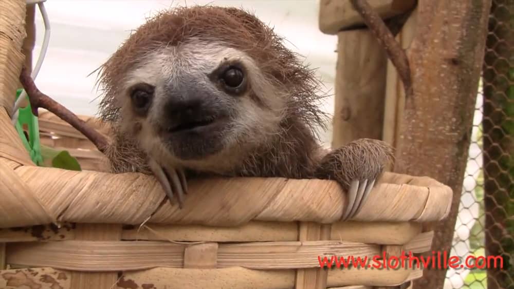 You Need To Watch This Video Of Sloths Squeaking E Online