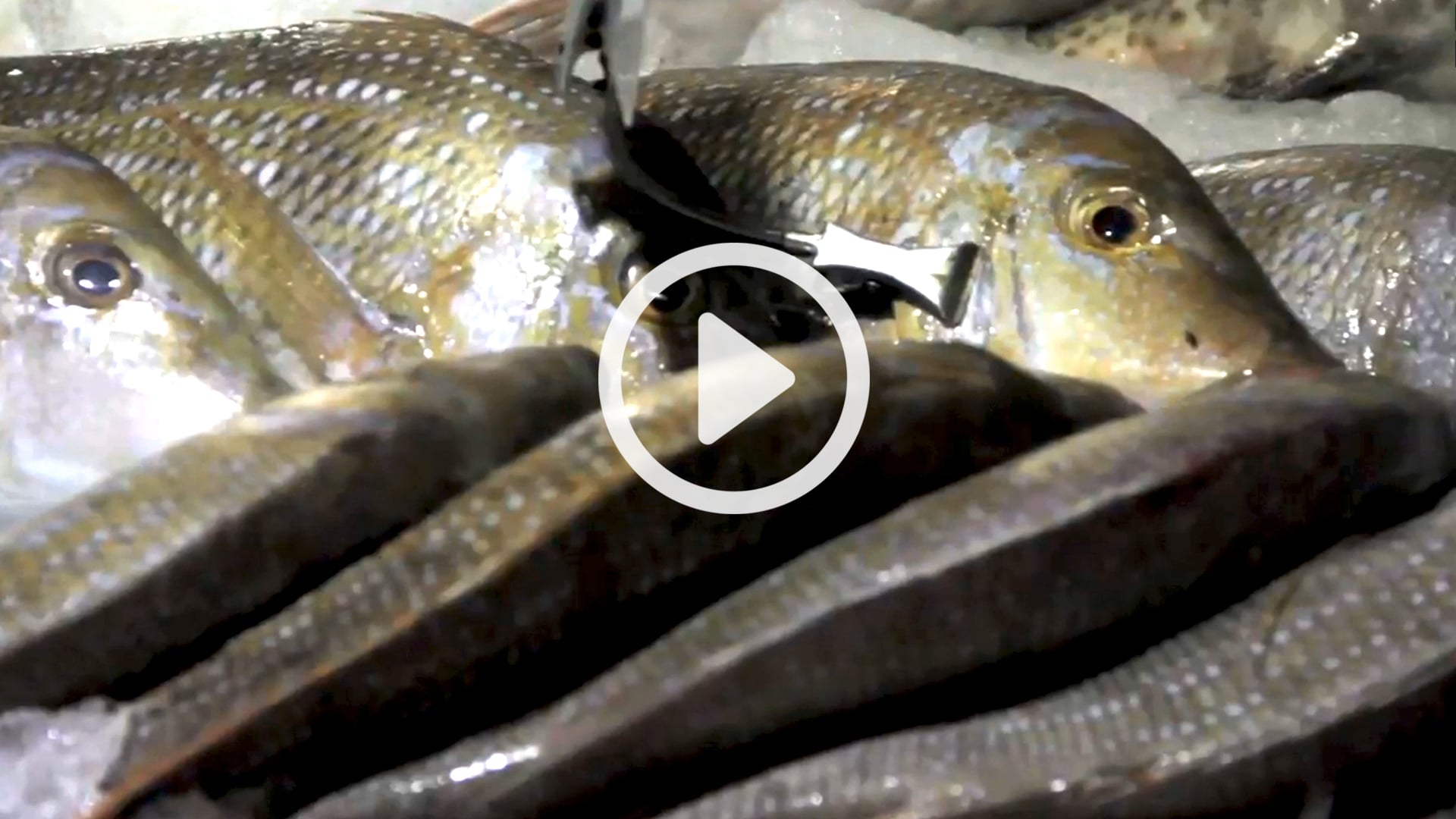 Oksana’s Hot Tips Tasting fresh fish at Jumeirah Harbor in new seafood