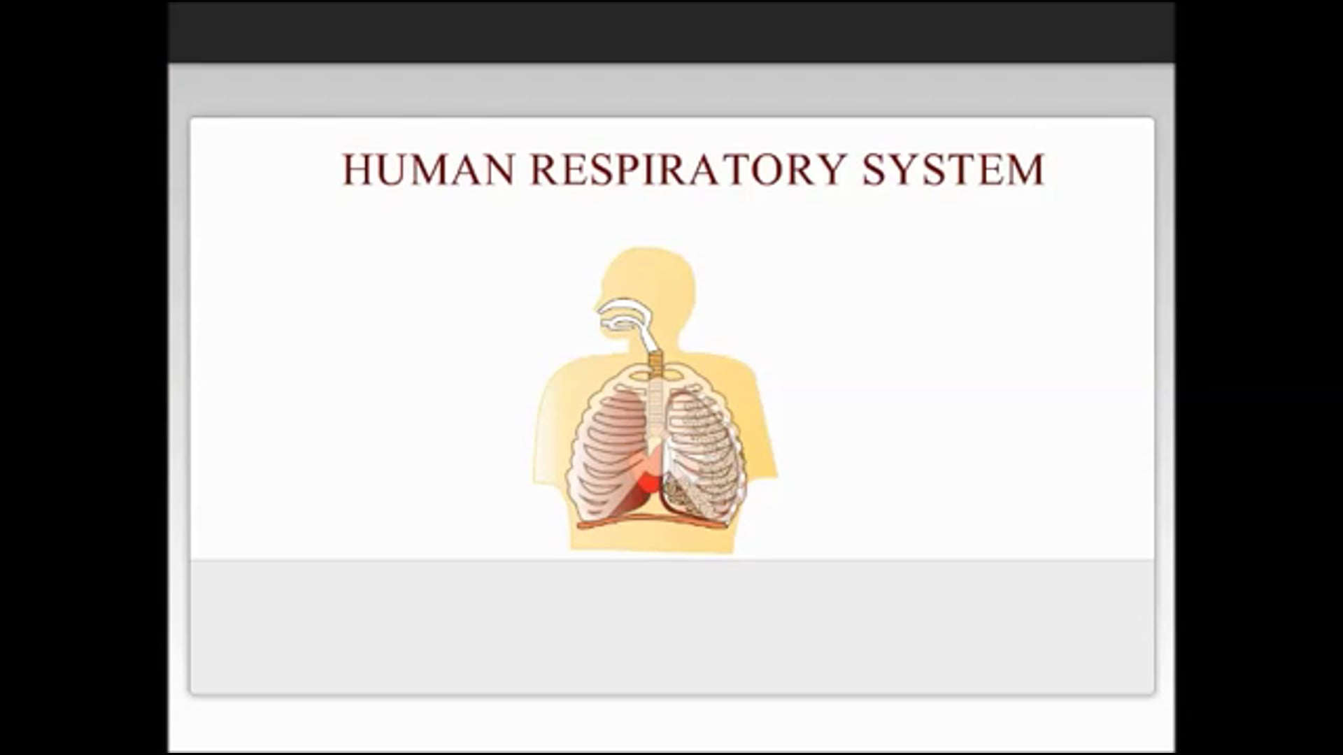 Human Respiratory System