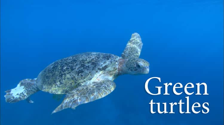 A Turtle's Tale Movie on Vimeo