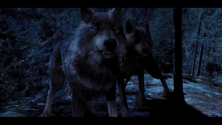 breaking dawn wolf pack as wolves