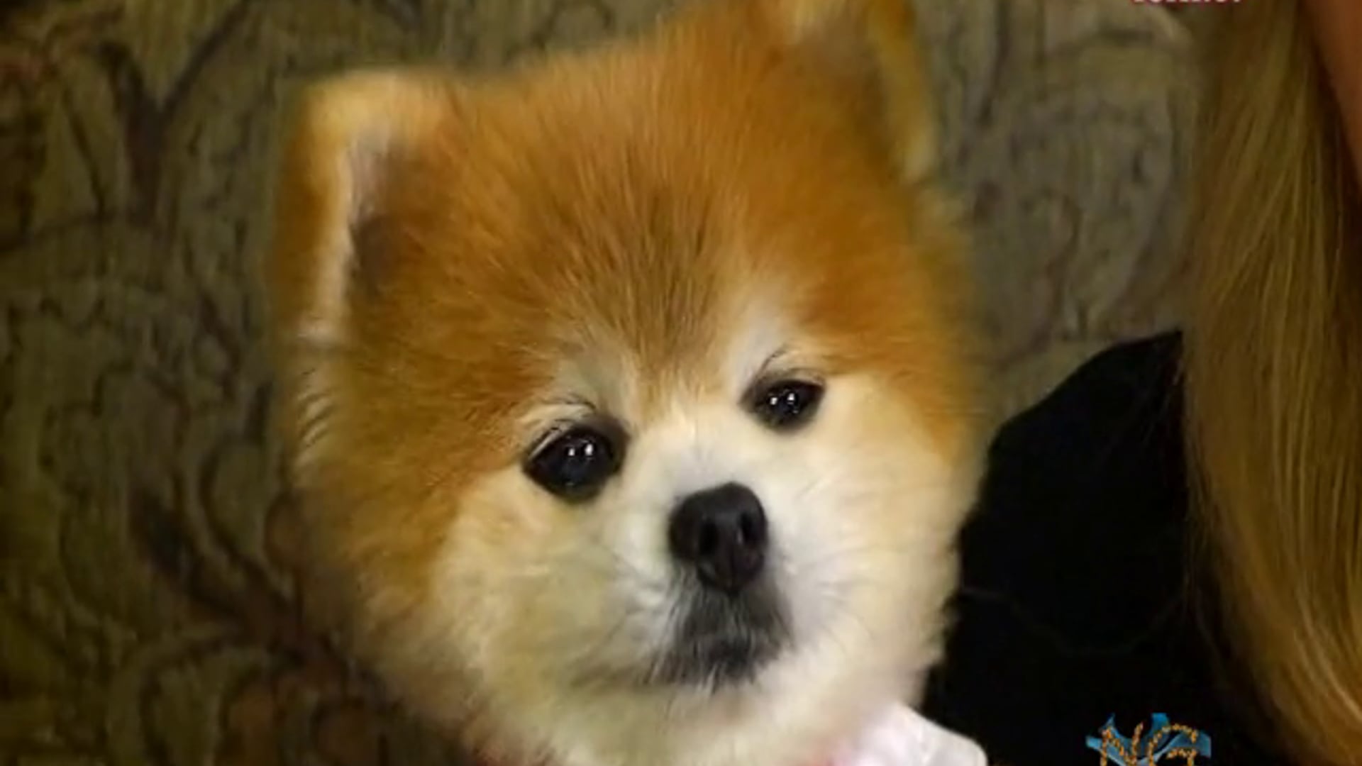 New Generation with Gentleman Norman & Laura Martella