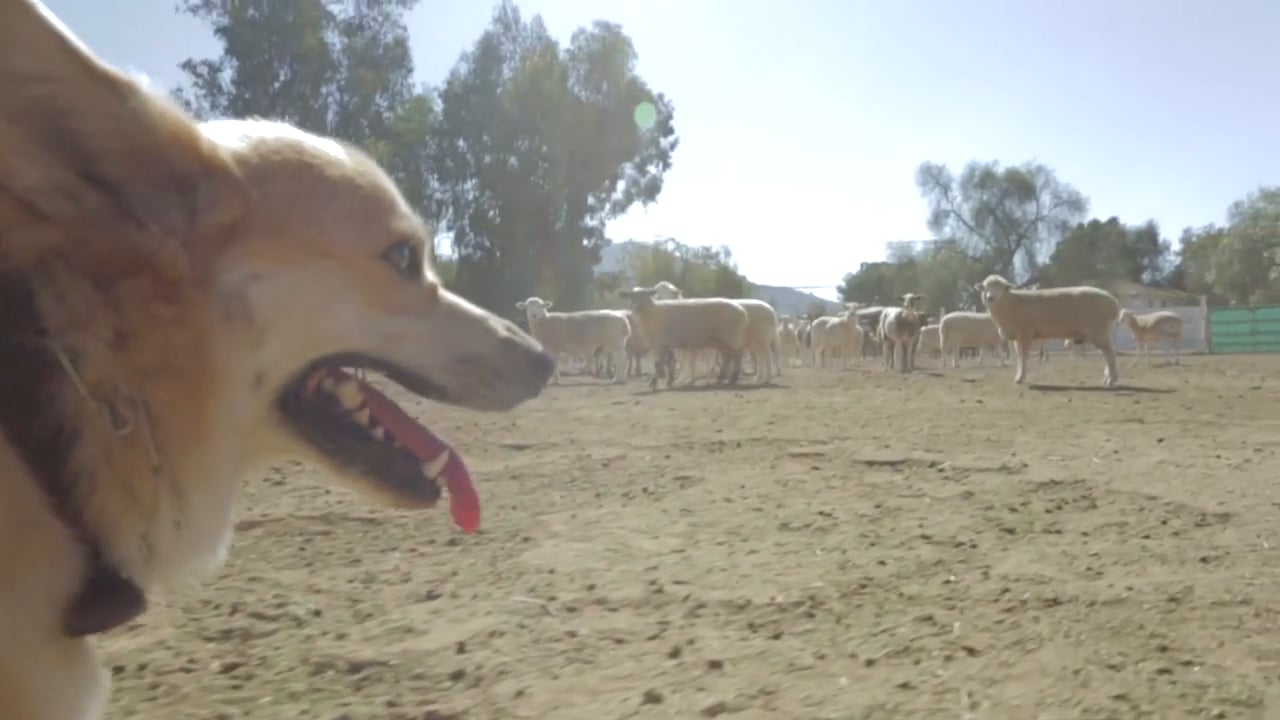 Eukanuba "Brewer" Promo