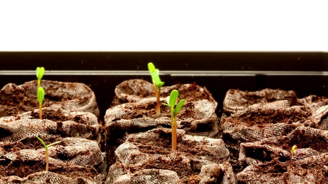 Sid the Science Kid - Muscles in a Box on Vimeo