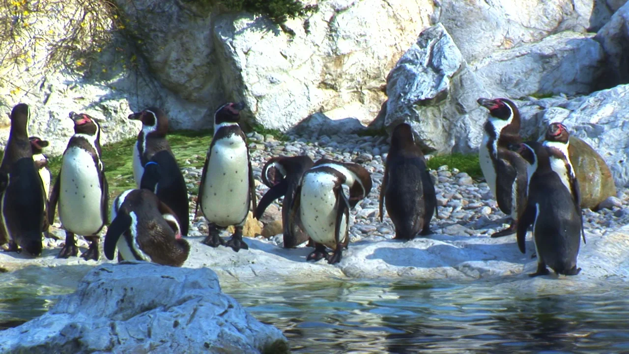 Sid the Science Kid "Penguin Pond"