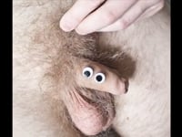 Hr pikk får hårklipp