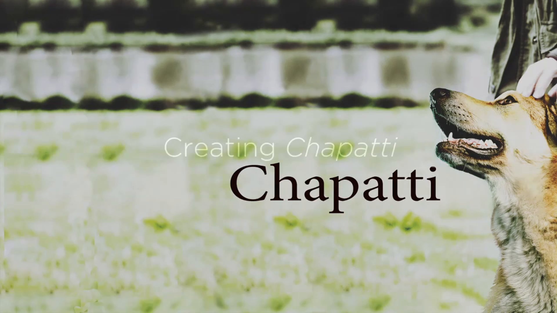 Chapatti for Northlight Theatre
