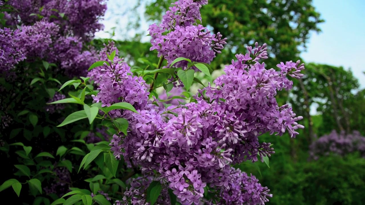 Lilac vs. Wisteria on Vimeo