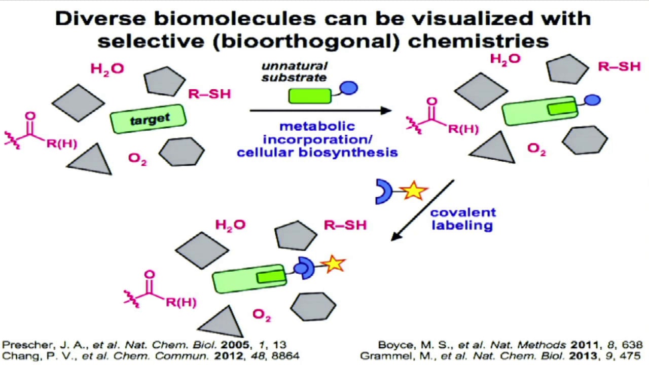 Bio-orthogonal Chemistry - Jennifer Prescher, University of California,  Irvine