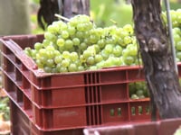wine article Part I Sparkling Wine Climate Change English sparkling wine the new belle of the ball