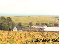 wine article Part II Sparkling Wine Climate Change Champagne growers eye England
