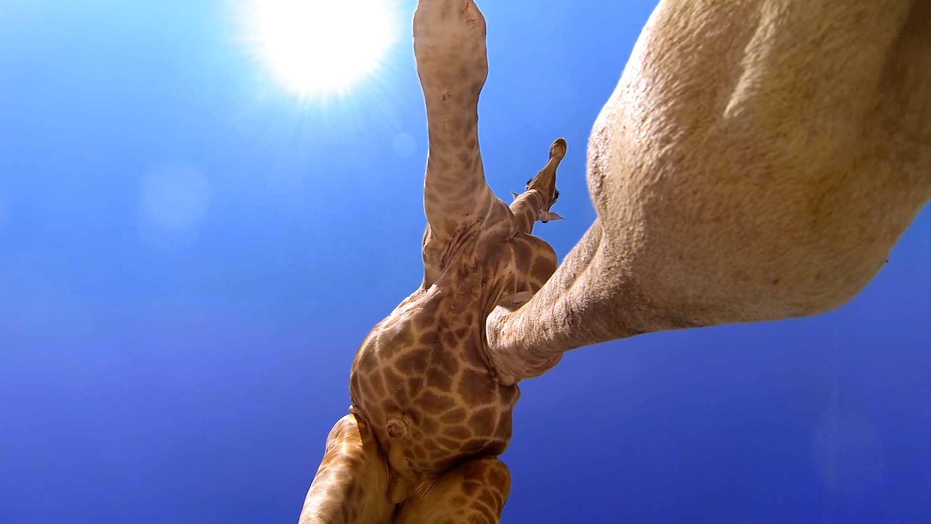 GoPro Giraffe Kick on Vimeo