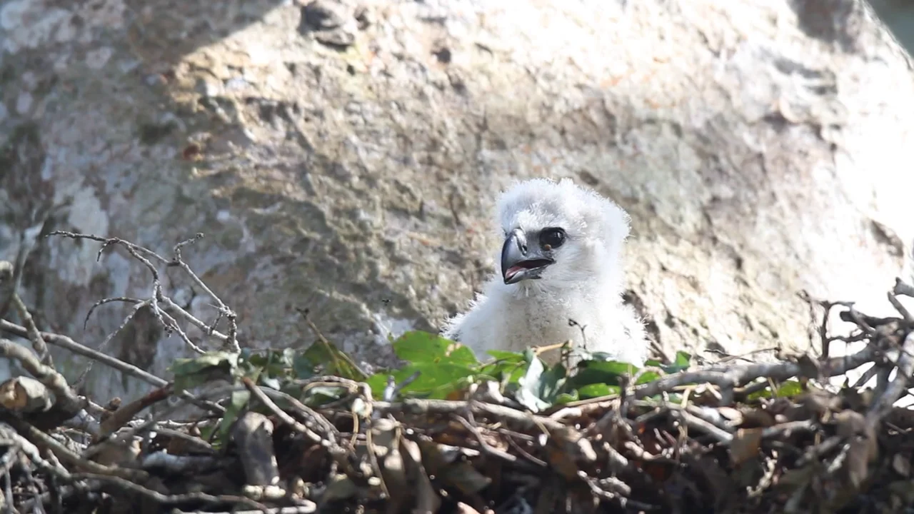 Stock photo of Harpy eagle chick, 5month-old, stretching wings (Harpia  harpyja) on nest…. Available for sale on