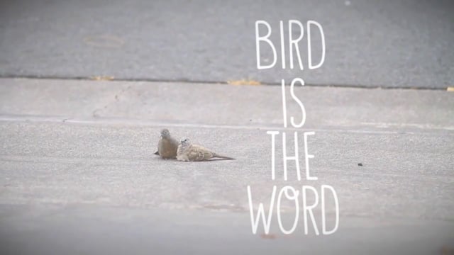 BIRD IS THE WORD from Keala Naihe