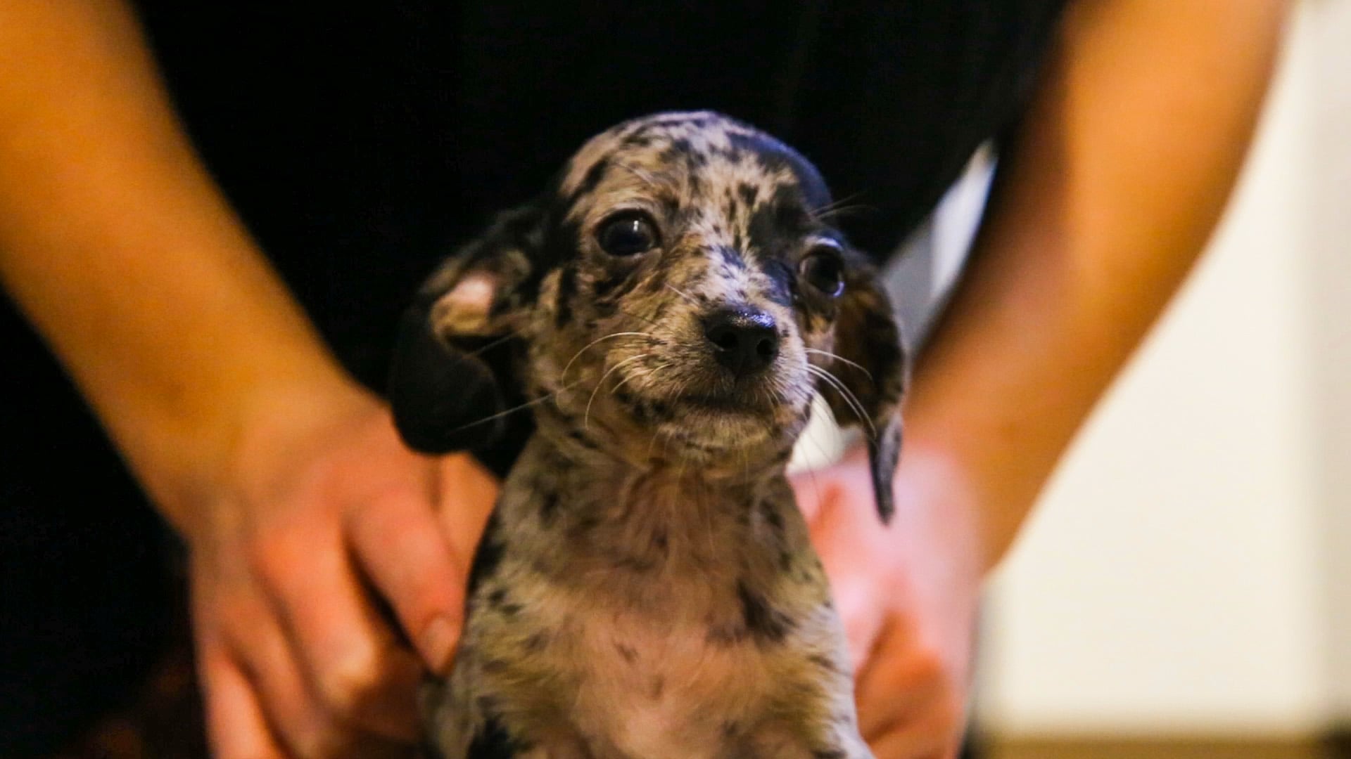 Spaying - Veterinary information February 2014