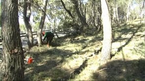 Nova franja forestal a les Planasses