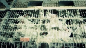 Maltrato en Granjas de Conejos | Igualdad Animal