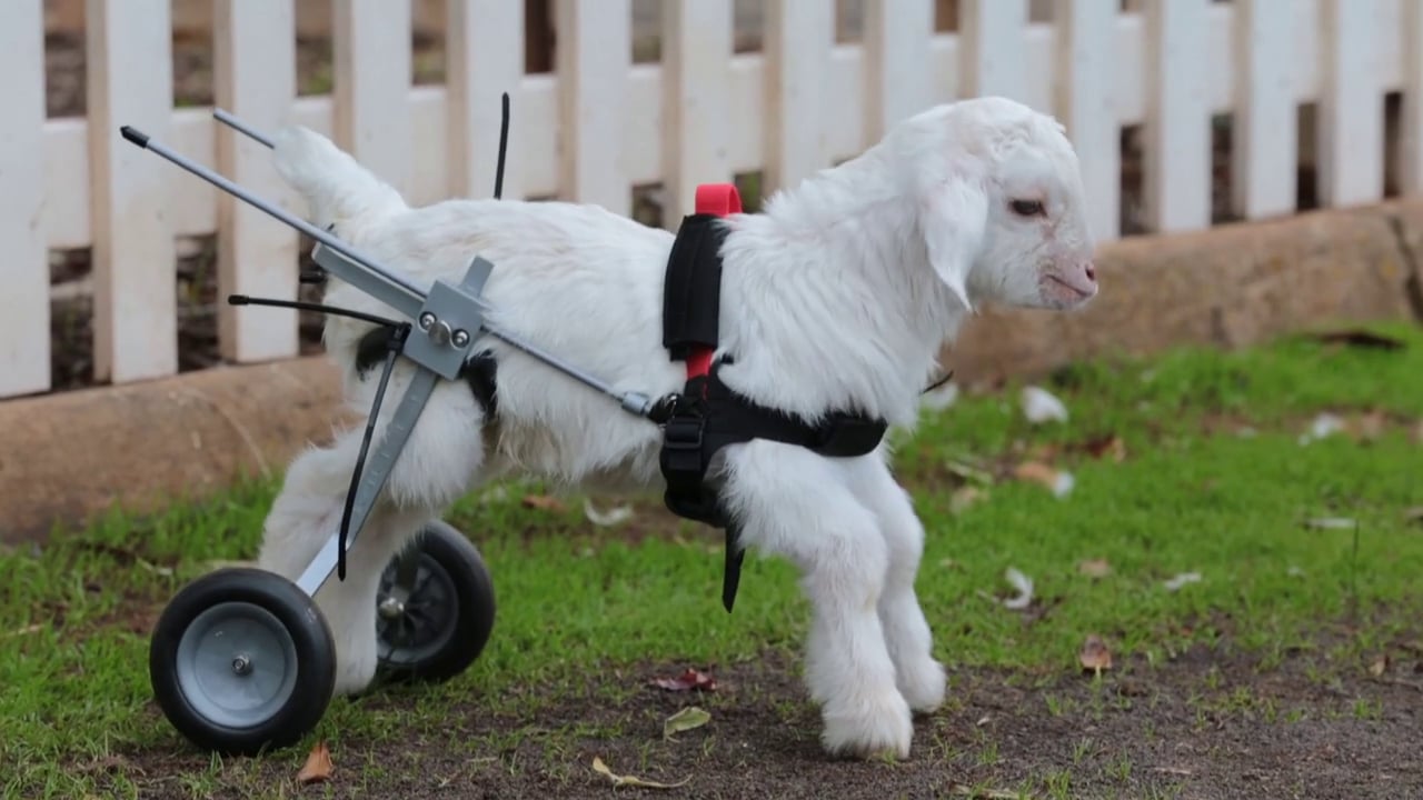 Frostie the Snow Goat