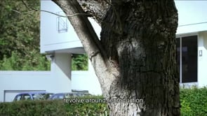 MISTIGRI DES TOITS ET LA FAUNE URBAINE