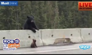 Mother Bear Saves Cub