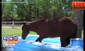 Horse in a Kiddie Pool Cuteness