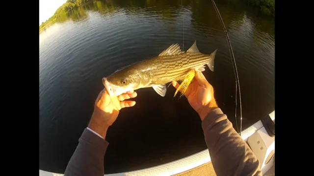 Fly Fishing Striped Bass Ft. Maury Hatch on the American River