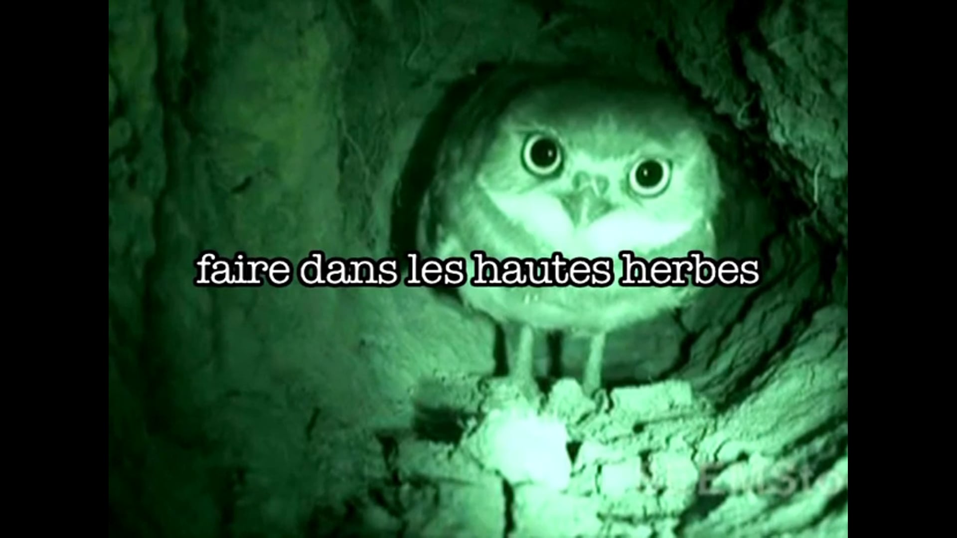 HERBE