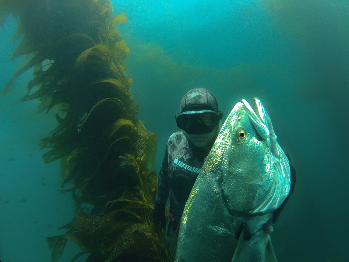 WSB Spearfishing White Sea Bass on Vimeo