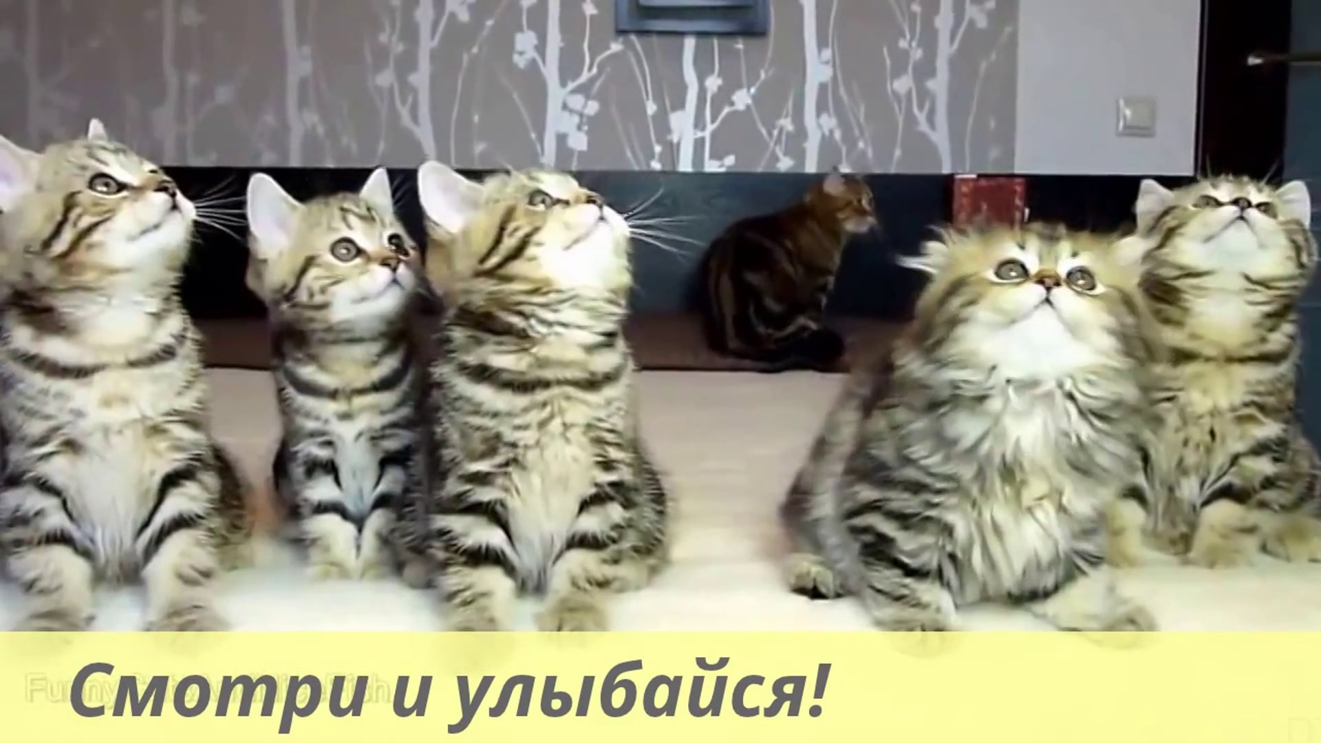 ПРИКОЛЬНЫЕ РОЛИКИ