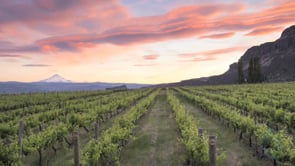 The Wines of Washington