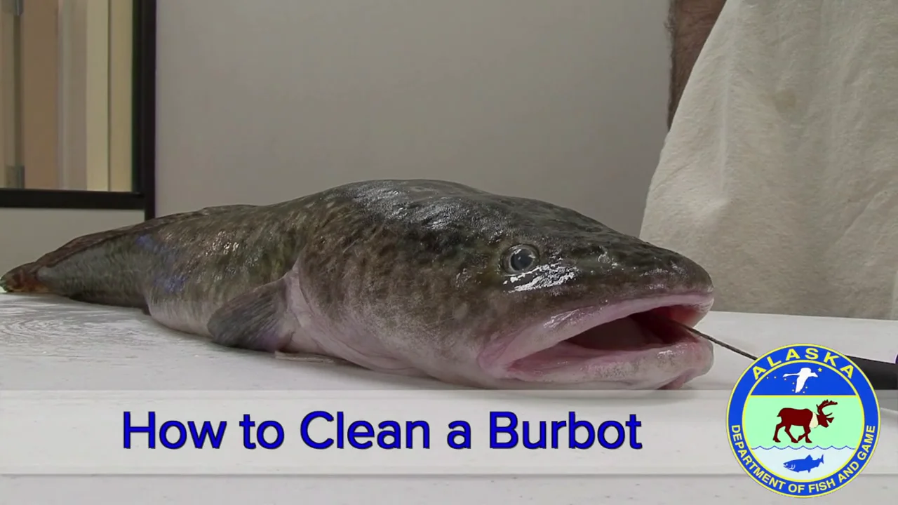 How to Clean a Burbot on Vimeo