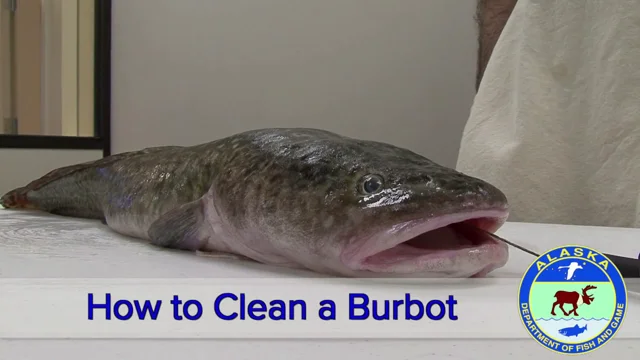 How to Set Line for Burbot 