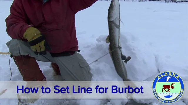 How to Set Line for Burbot, Alaska Department of Fish and Game