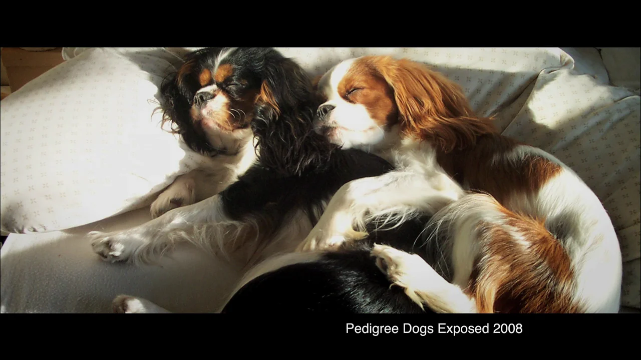 Pedigree exposed sales