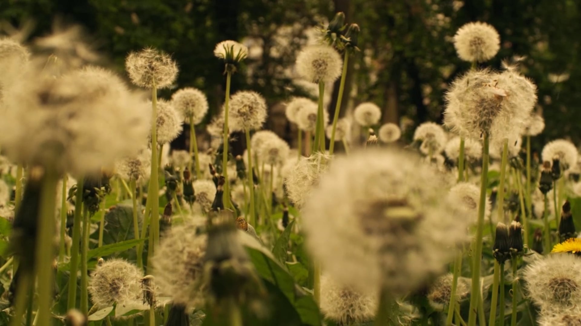 Cinematography Showreel