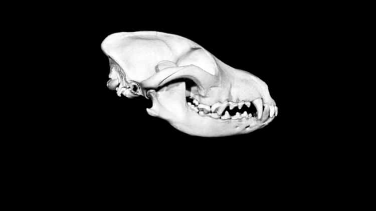 Bull 2025 terrier skull