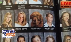 411 - A Dog in the Year Book and Most Stressed States