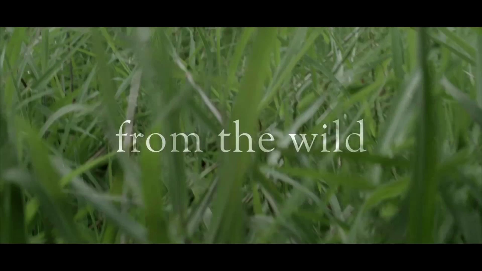 DARK RYE - From The Wild