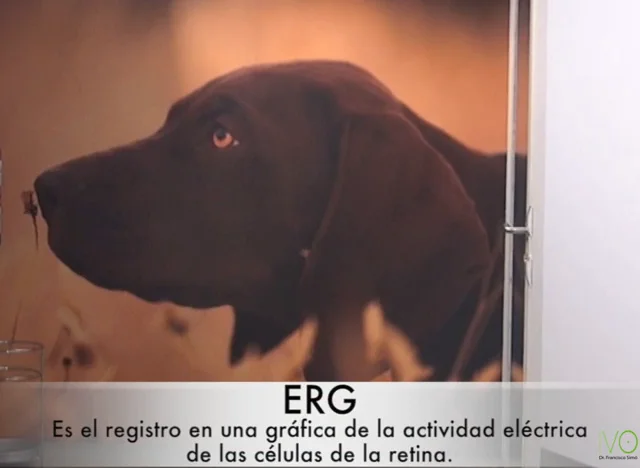 Ojo seco en perros y gatos - IVO Instituto Veterinario Oftalmológico