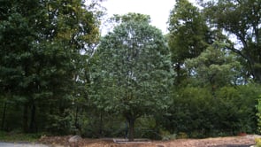 The Tree