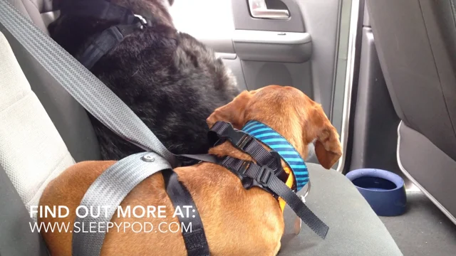 Ammo the Dachshund Trooper Review the Sleepypod Clickit