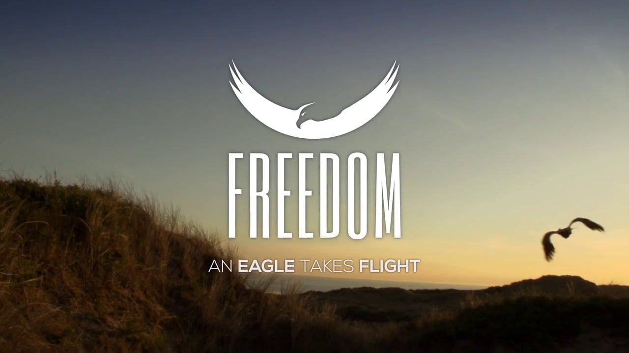Watch Freedom, an Eagle takes flight Online Vimeo On Demand on Vimeo
