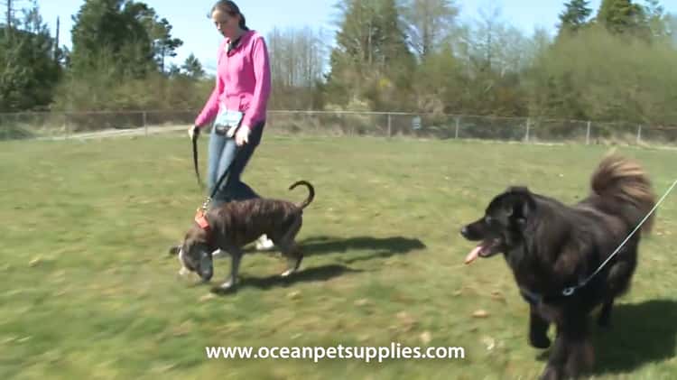 Ocean pet outlet supplies