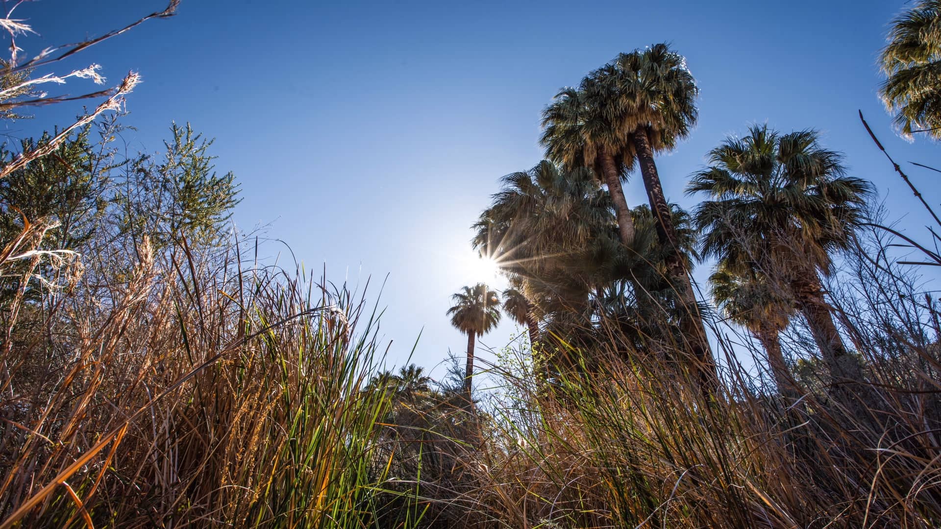 Moapa Valley National Wildlife Refuge on Vimeo