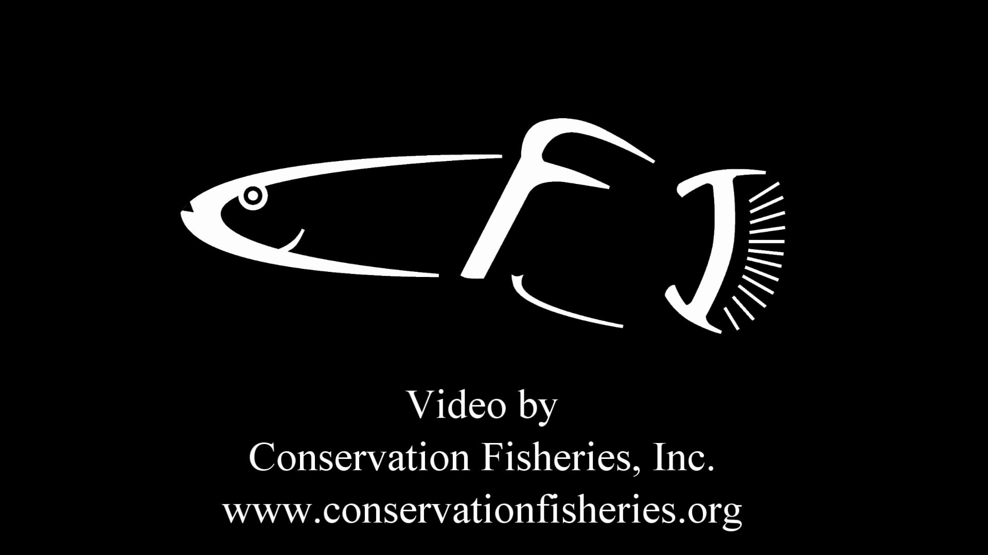Spotfin Chub, Erimonax monachus, Spawning in Tellico River