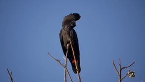 Parrots and Cockatoos of Australia and New Zealand