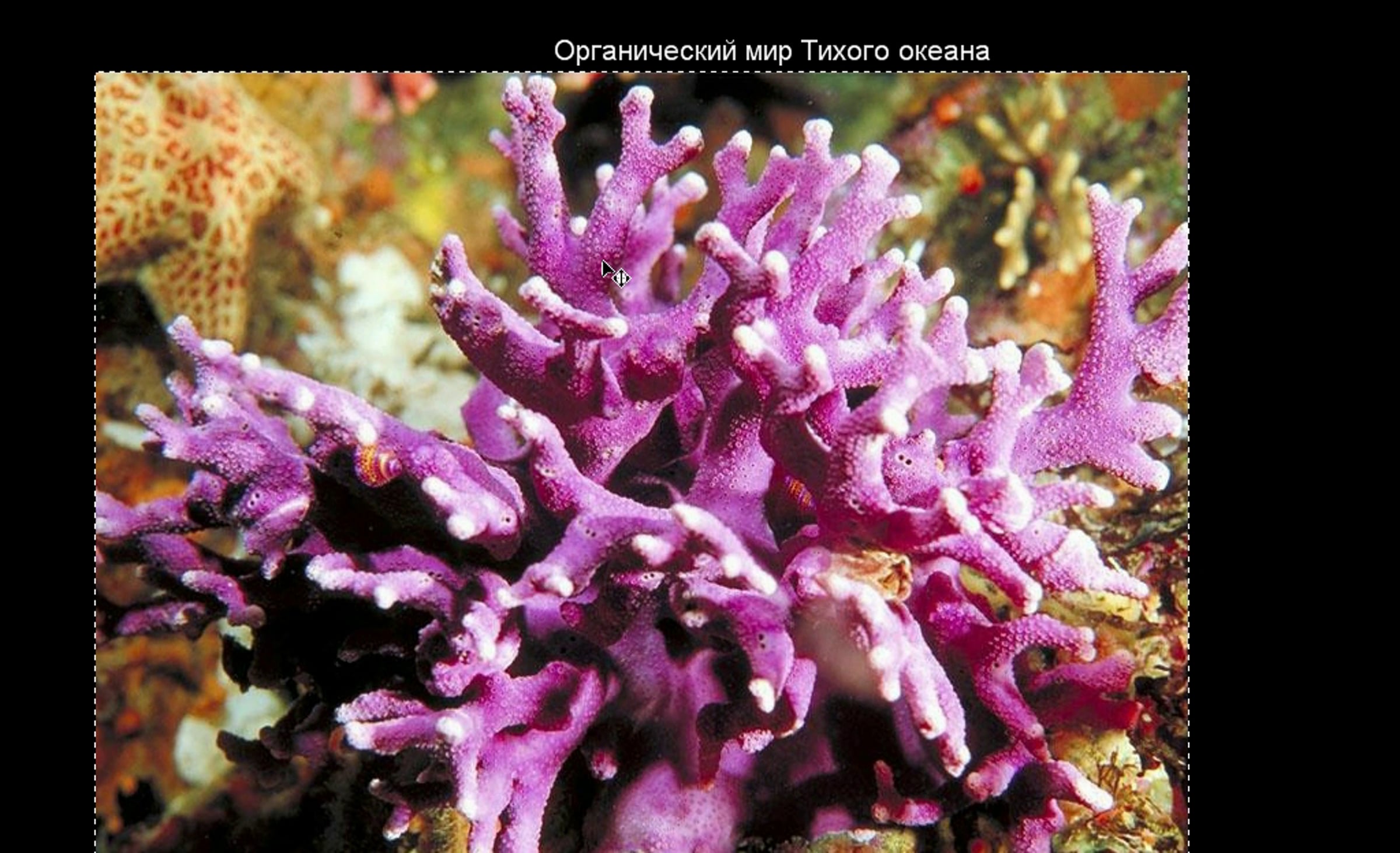 Пальчатая акропора. Белый коралл санго. Коралл мозговик красное море. Коралловые рифы санго. Коралловые кишечнополостные.