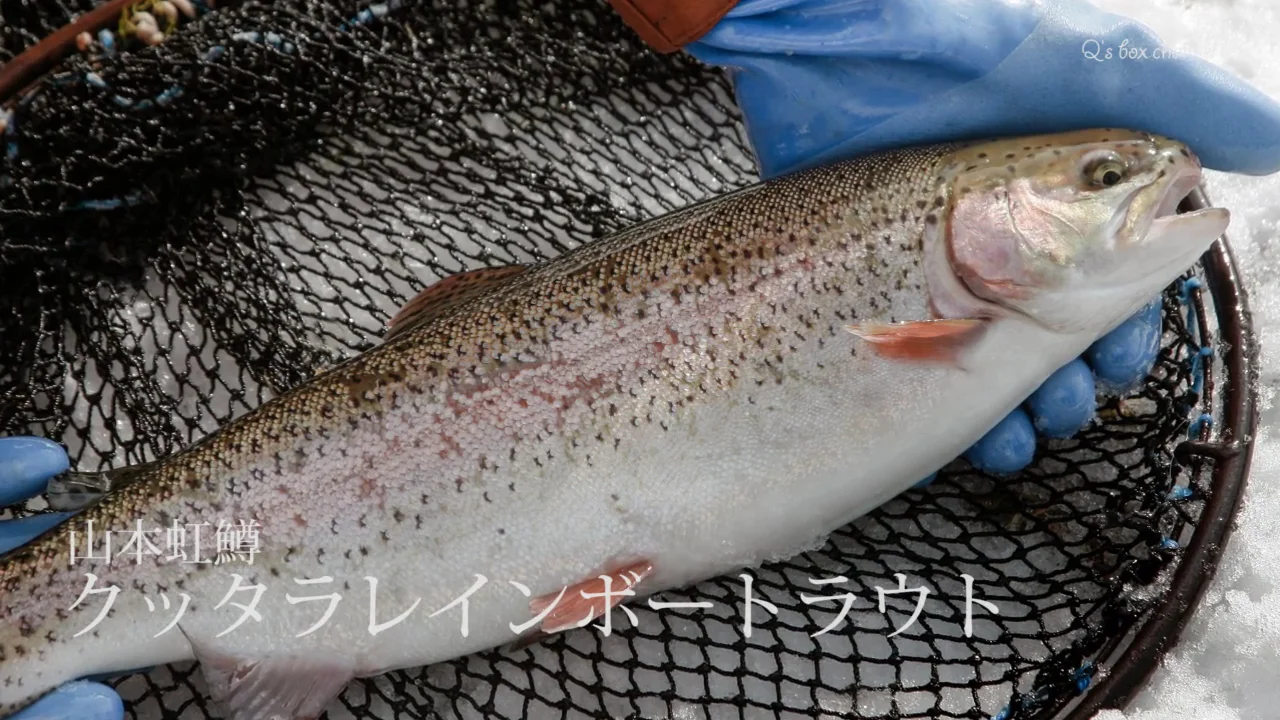 クッタラレインボートラウト | qsbox2