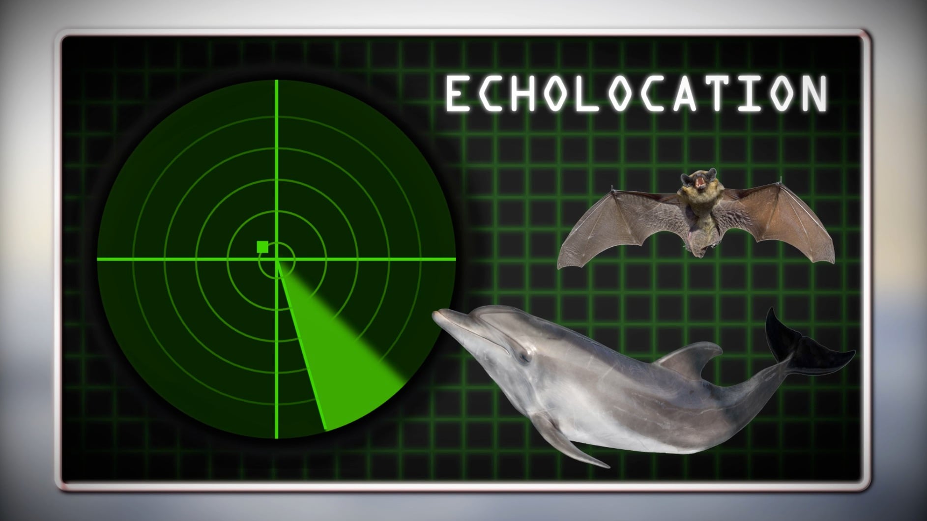 That's a Fact - Echolocation on Vimeo