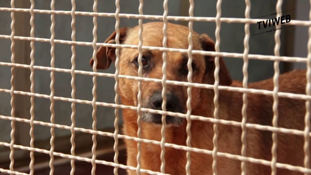 CANILE, LE DIFFICILI ESTATI DEGLI ABBANDONI